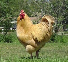 heritagechickenbreeds