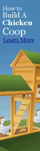 Backyard Chicken Coop
