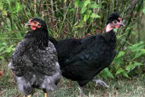 Cornish Chickens