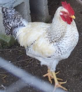 The breed of my chickens ?? : r/chickens