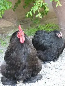 Feather Footed Hen and Rooster