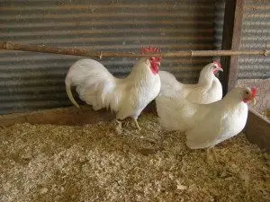 Leghorn Chickens