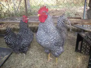 Plymoutc Rock Chicken