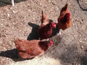 Rhode Island Red