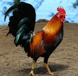 Rooster