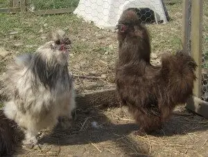 Silkie Roosters