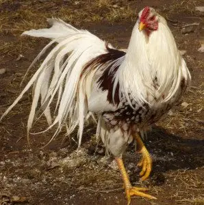 showchickens