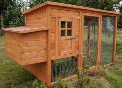 Medium Size Chicken Coop