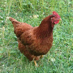 heritagechickenbreeds