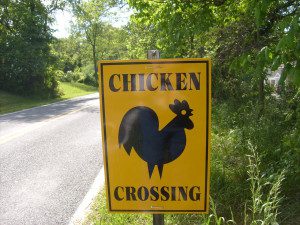 chicken_crossing