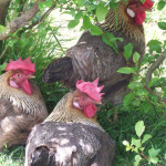 free_range_chickens