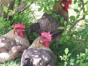 free_range_chickens