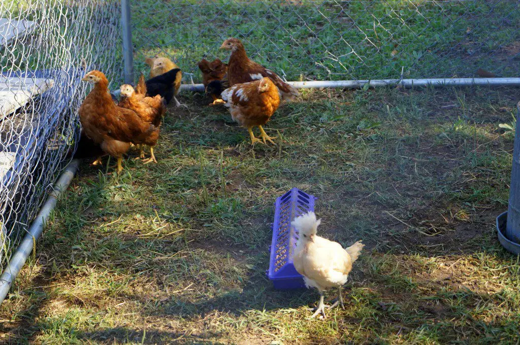 Rocky the blond Polish.