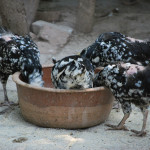 spotted_chickens