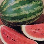 watermelon