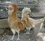 showchickens