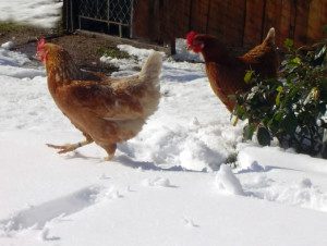 preparing backyard chickens for winter