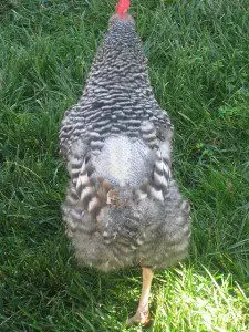 Thomas Kriese Flickr Commons Molting Chicken