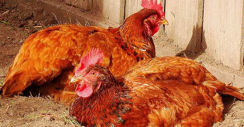 Free Range Chickens thebackyardchickenfarmer.com