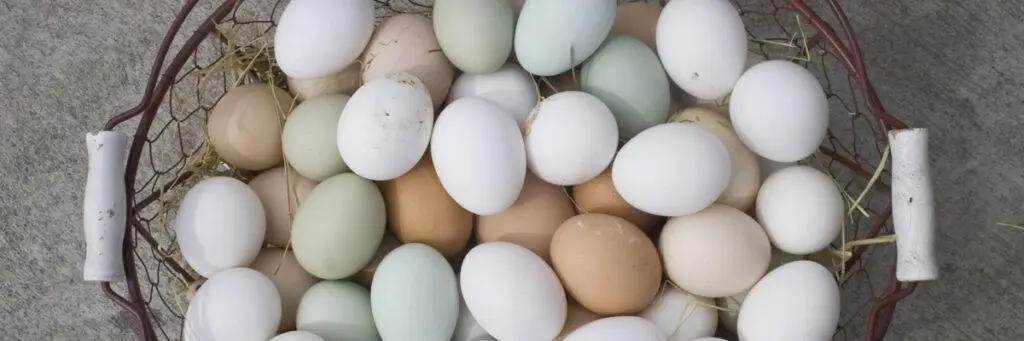 laying hens thebackyardchickenfarmer.com