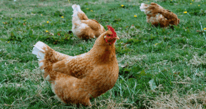 Free Range Chickens thebackyardchickenfarmer.com