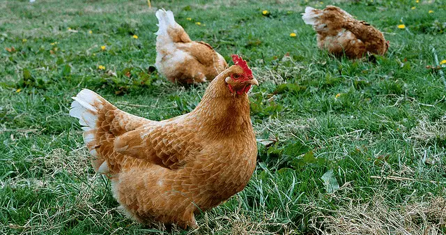 Free Range Chickens thebackyardchickenfarmer.com