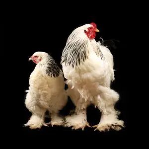 baby chicks brahma chickens