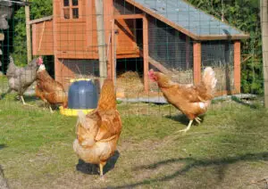Chicken Coop