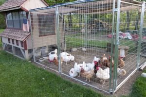 Chicken Coop Necessities