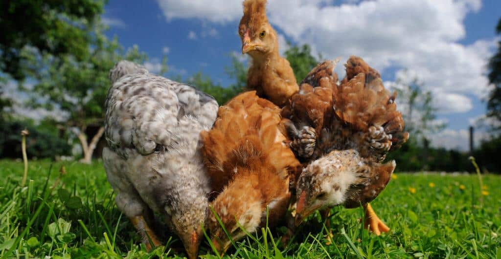 How To Prevent Common Chicken Diseases