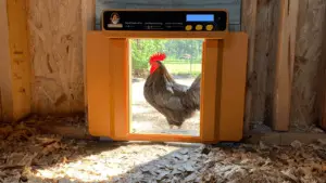 Chickcozy Automatic Chicken Coop Door