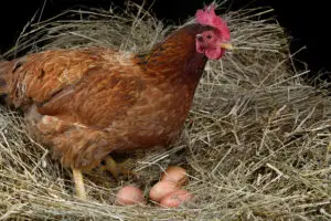 10 Most Asked Chicken Questions