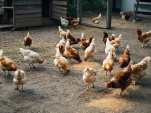 Small flock of backyard chickens eating feed in a natural chicken run near a coop