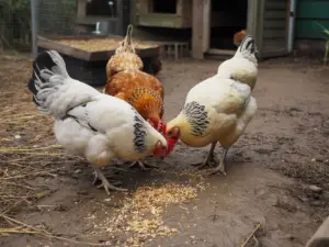 Three backyard chickens grouped together pecking the ground in a chicken run