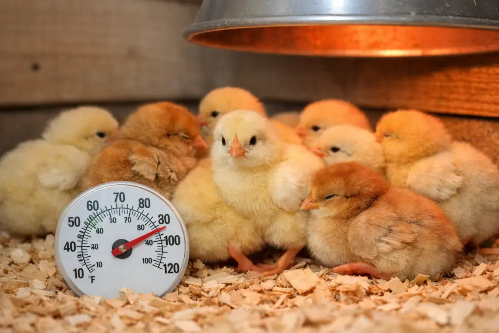baby chicks in a brooder with proper heat and temperature monitoring