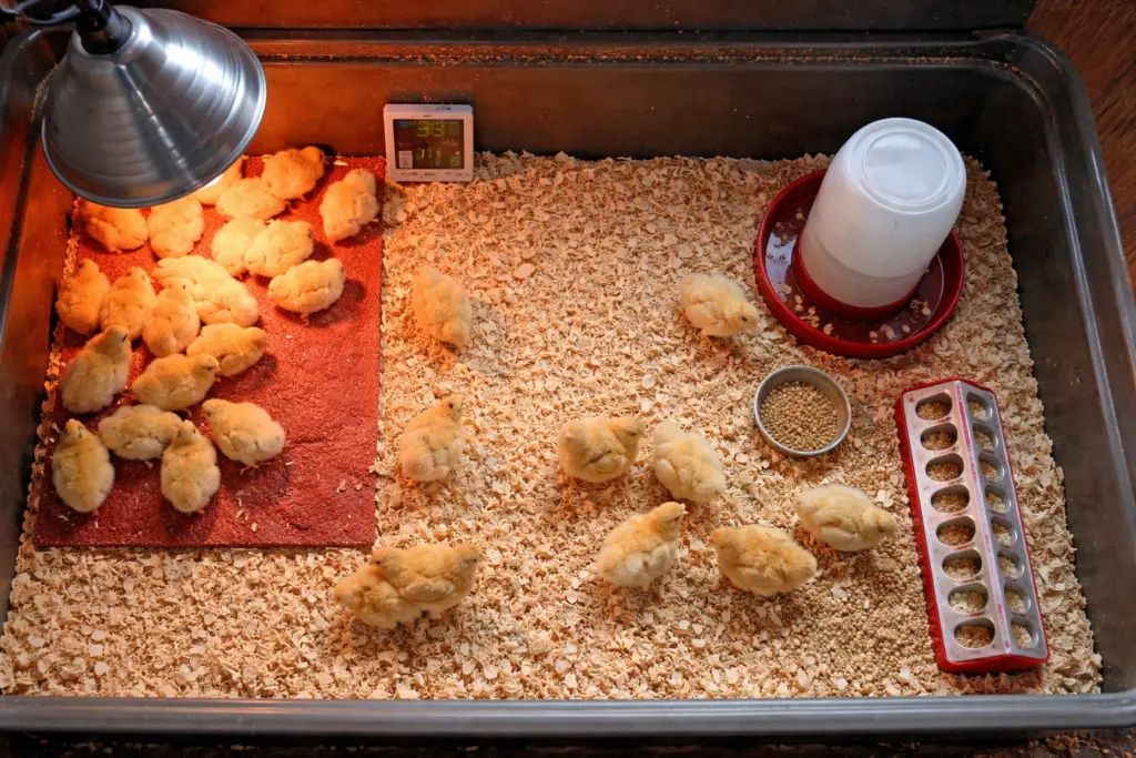 layout of a baby chick brooder showing heat and feeding areas
