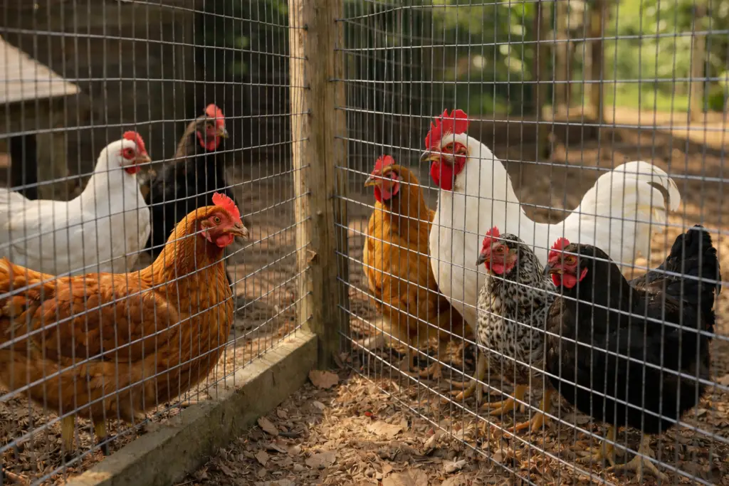 chickens observing each other before introduction
